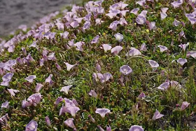 Convolvulus soldanella / ⵜⵉⵎⵏⴰⵏⵏⴰⴹ ⵉⵥⴰⵍⵓⵍⵏ | ⵜⵉⵎⵏⵓⵏⵏⴰⴹ ⵉⵥⴰⵍⵓⵍⵏ |ⵜⴰⵎⵏⴰⵏⵏⴰⵟⵟ ⵉⵥⴰⵍⵓⵍⵏ / timnannaḍ iẓalulen  | timnunnaḍ iẓalulen | tamannaṭṭ iẓalulen / Liseron soldanelle, Liseron des dunes / Convolvulacées (Convolvulaceae)