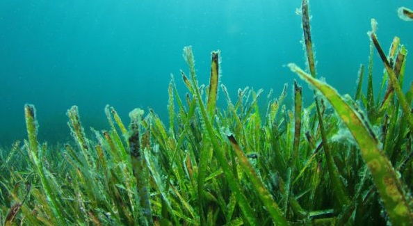 Rumput Laut Dikenal Sebagai Bahan Baku Pembuatan Apa?