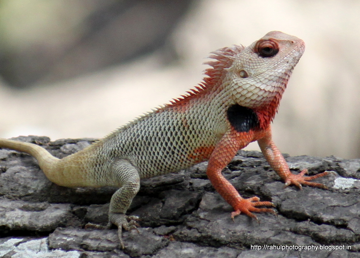 Garden Lizard