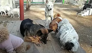 유기견 보호소 저먼셰퍼드 구조 사례