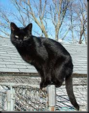 black cat