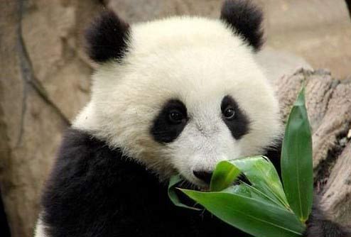  Binatang  Panda  Regina Theyser