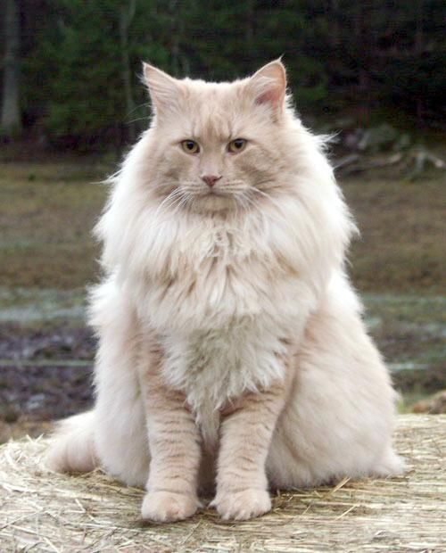 White and cream  Norwegian Forest Cat image in forest