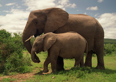 Types of Elephant and their beautiful pictures.