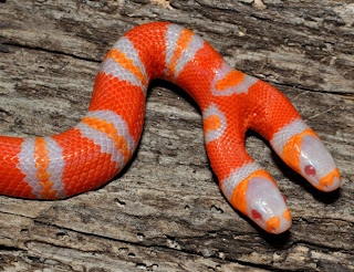 Amazing Two Headed Snakes