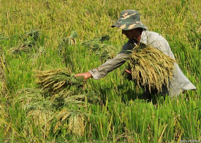 Hike From Ban Hieu village to Kho Muong in Pu Luong Nature Reserve