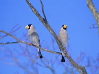 picture of birds