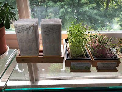 HAMAMA microgreens seed quilts in grow trays