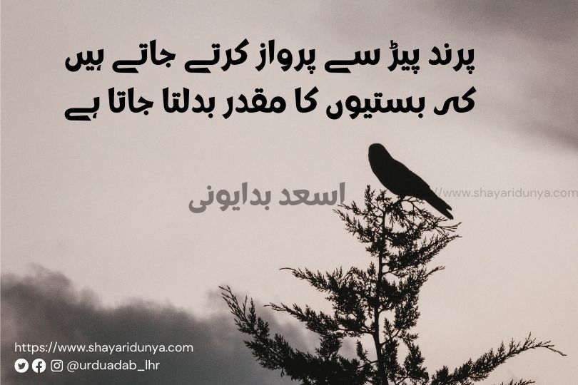 Best parinda shayari | parinda urdu Poetry | Azad Parinda Shayari | parinda shayari collection