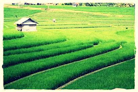 Ekosistem Sawah