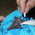 Animal Rescue XXI: Jamaican Fruit Bat