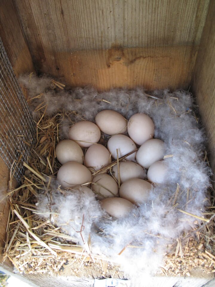 wood duck nest. I didn#39;t see the wood ducks at