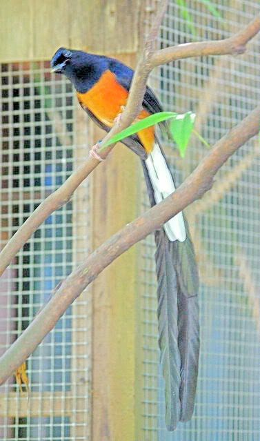 Gambar Burung Murai Batu  GAMBAR BURUNG HIAS,PIARAAN,KICAU