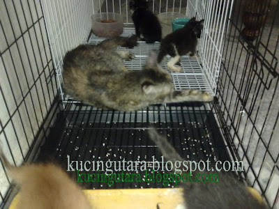 Kucing Utara: Anak Kucing Berumur 6 minggu