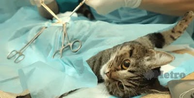 ADAKAH MEMANDULKAN KUCING KEJAM DAN KENAPA PERLU?