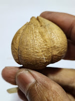 Bawang