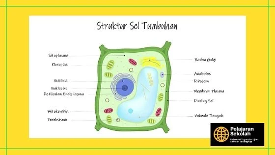 Gambar Struktur Sel Tumbuhan