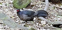 Kalij pheasant male, Bird Park trail, Hawaii Volcanoes National Park, Big Island 