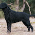 El Curly Coated Retriever (de pelo rizado)