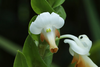 Dendrobium revolutum care and culture