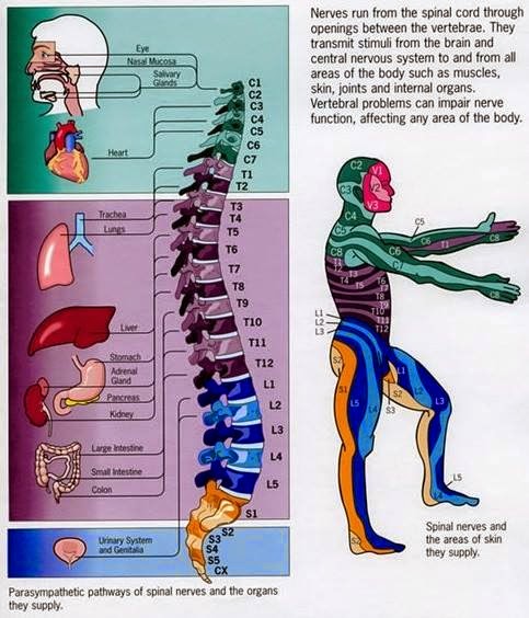 Paramedic Student Central: Parts of the Spine, Effects ...
