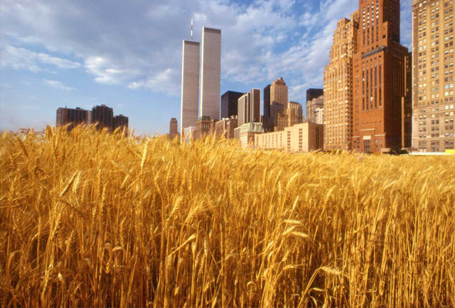 Campo de trigo en Nueva York - 1982