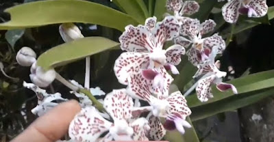 Bunga anggrek, anggrek bulan, anggrek dendrobium, bunga anggrek ekor tupai, media tanam bunga anggrek, cara menanam bunga anggrek, pupuk yang baik bunga anggrek, cara merawat bunga anggrek, Orchids, anggrek vanda,moon orchids, dendrobium orchids, squirrel orchids, orchid plants, how to grow orchids, good fertilizer orchids, how to care for orchids,jagat raya,pesona jagat raya,harga,jenis,cara,