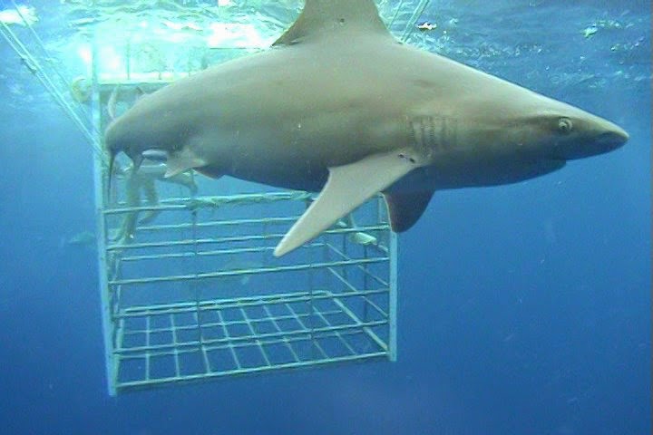 Shark Cage Diving in Oahu during Honeymoon in Hawaii