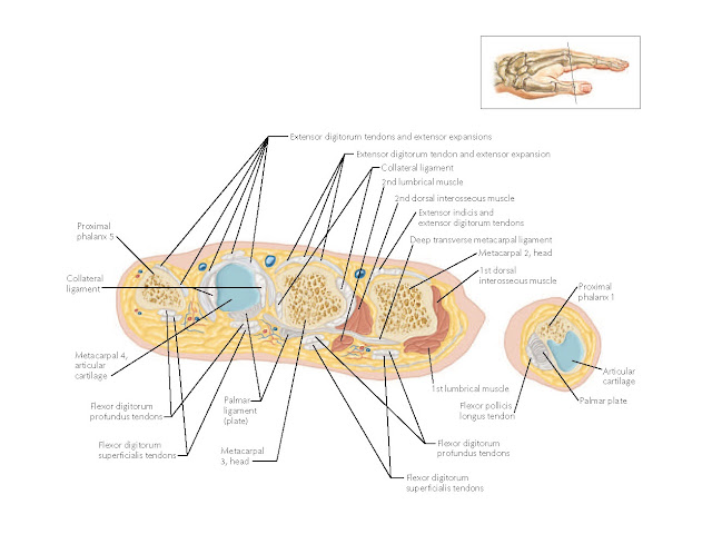 Cross Section of Hand: Axial View Anatomy