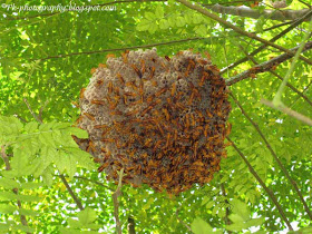 Paper Wasps Nest