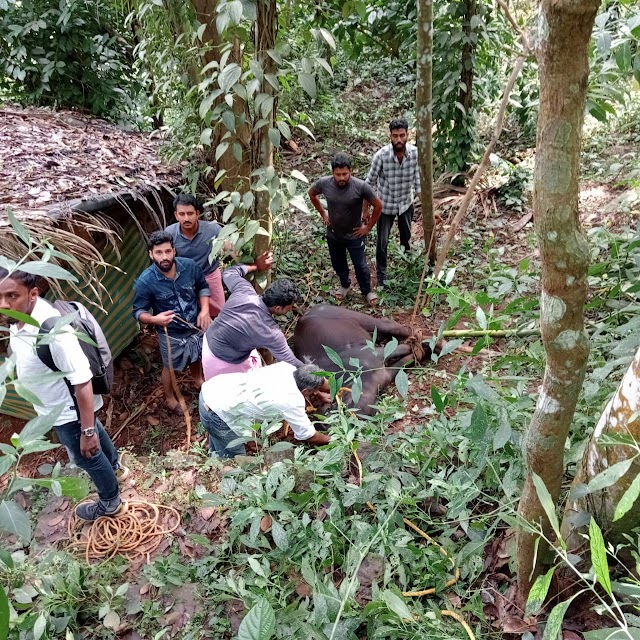 പോത്ത് വിരണ്ടോടി