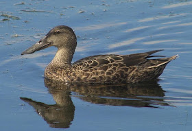 Spatula rhynchotis female