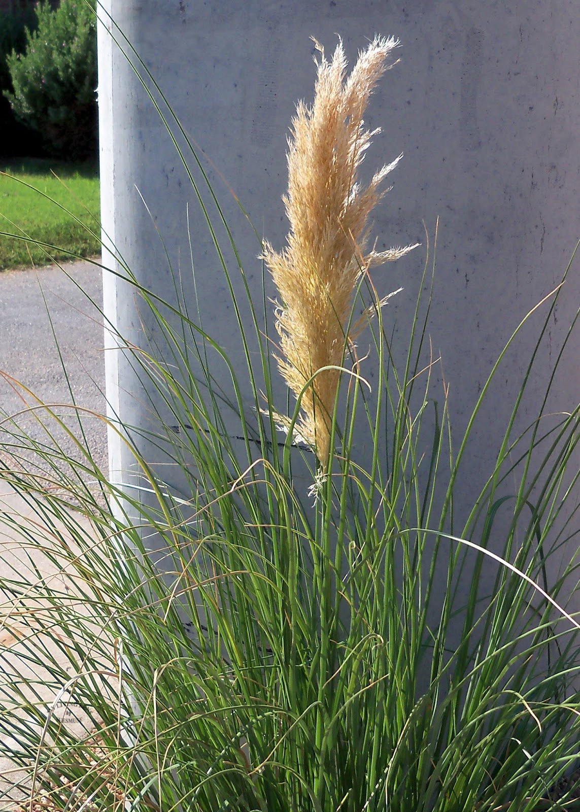 MY LIVING LENS: PAMPAS GRASS