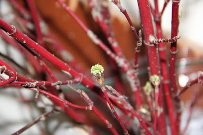 time for red osier dogwood bouquets