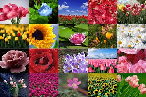 Fotografías de flores para el Día de las Madres I