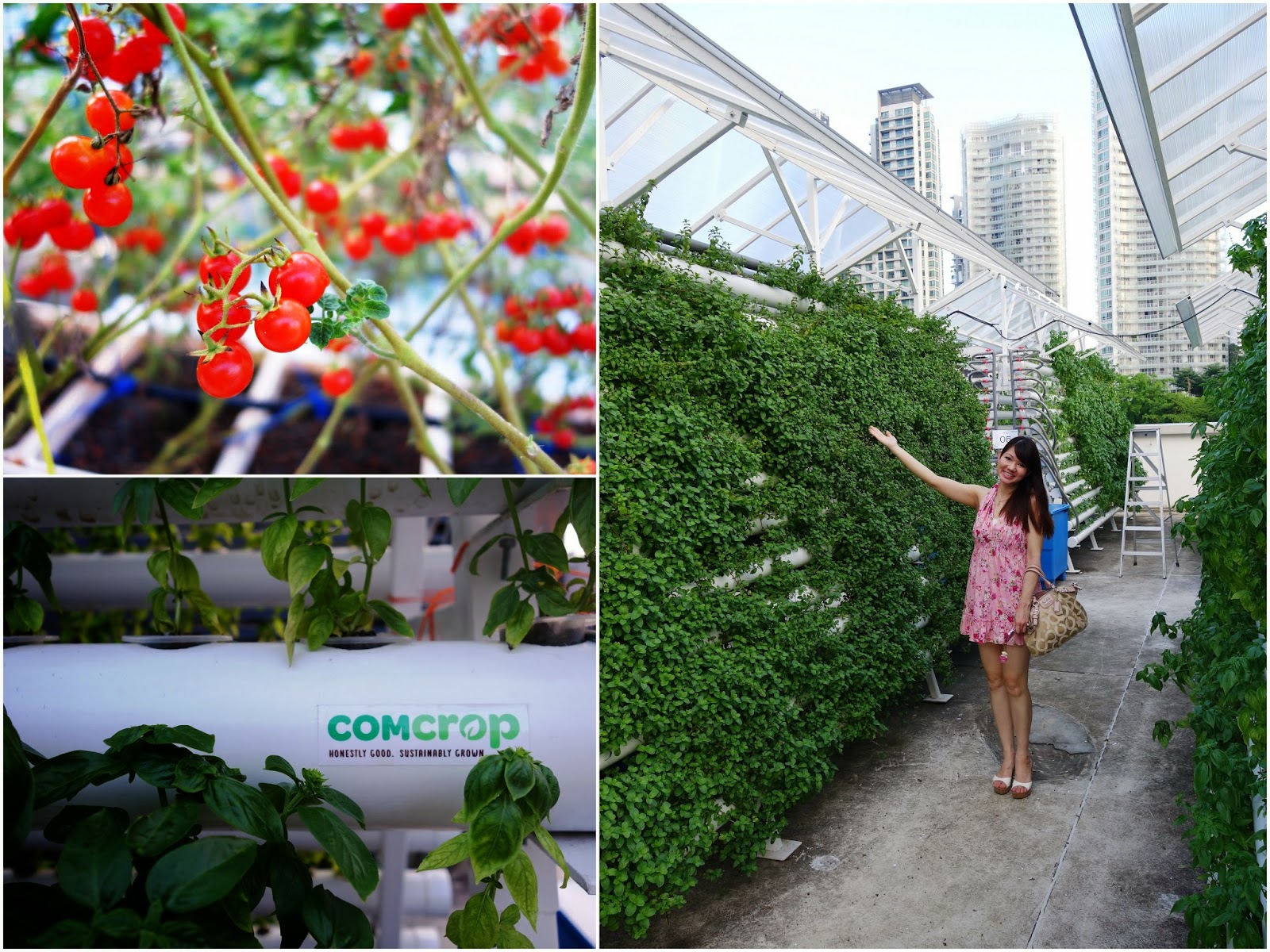 PinkyPiggu: Comcrop @ *Scape ~ Singapore's First Rooftop ...