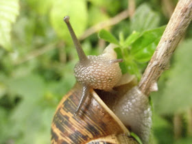 caracol