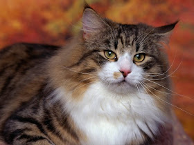 norwegian forest cat breed kitten gato picture pets