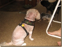 IMG_0549 IMG_0549