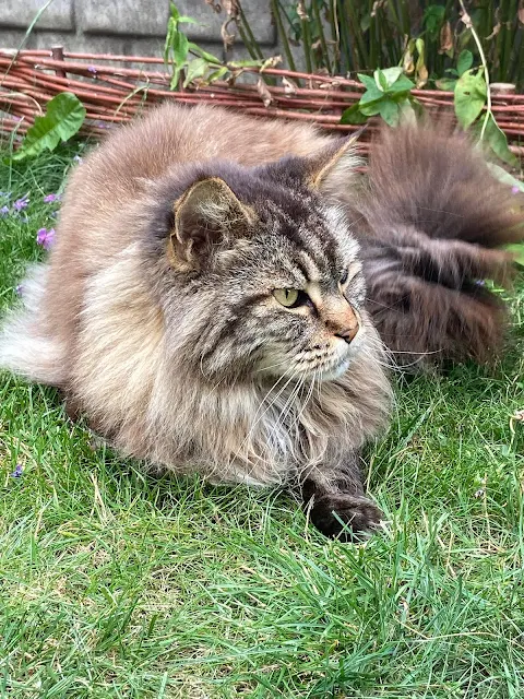 Maine Coon succumbs to kidney disease after four-year battle