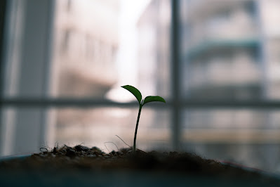 Seed Sprout (Credit: Albert Moreno/Unsplash)