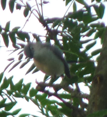 blue-gray gnatcatcher