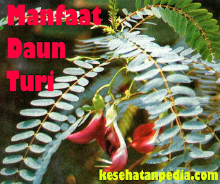 Manfaat Daun Turi