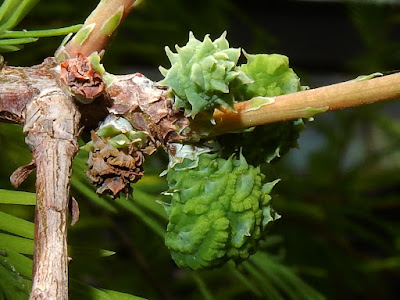 Female cones of Bald Cypress