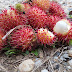 Health benefits of Rambutan Fruit for Weight Loss (Diet)