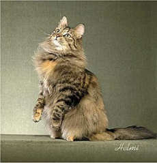 gambar kucing brown macarel tortoiseshell tabby