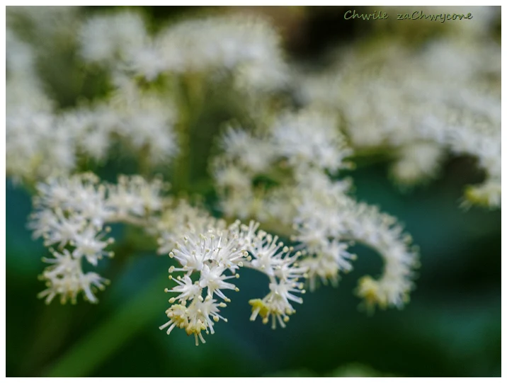 rodgersja stopowcolistna, rodgersja japońska, Rodgersia podophylla