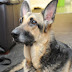 Jade, Hero German Shepherd, Saves Newborn Baby Abandoned In Birmingham
Park In England