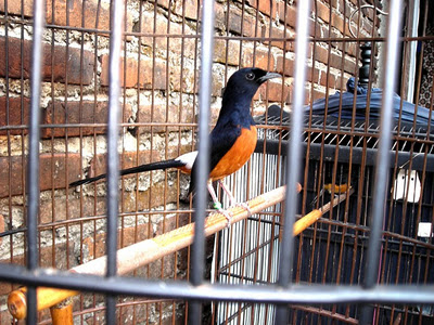 Panduan Utama Memelihara Burung