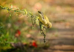 Tennessee Warbler gleaning insects from a flower stalk.